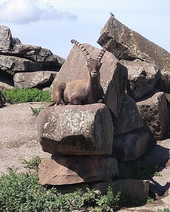 Gaststätte zu Tierpark